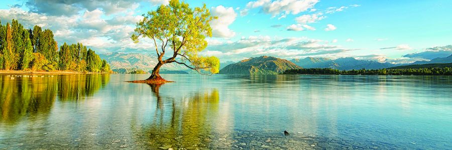 World___New_Zealand_The_tree_in_the_middle_of_the_lake_in_New_Zealand_106404_