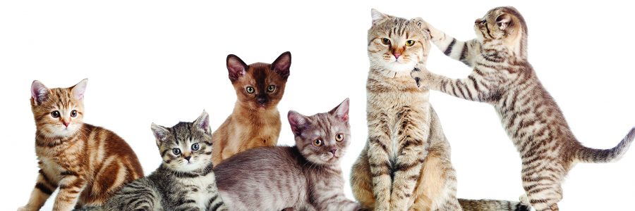 Cats_Many_White_background_Kittens_550578_3840x2160