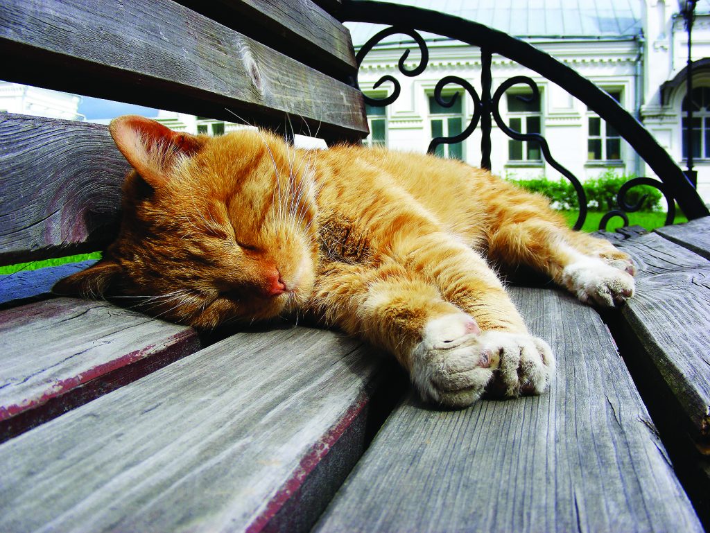 Рыжий кот спит на скамейке в монастыре