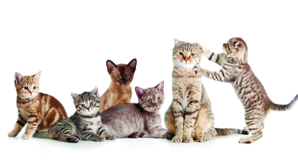 Cats_Many_White_background_Kittens_550578_3840x2160